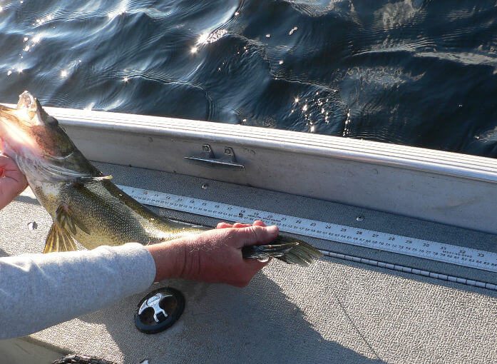 Nice walleye being measured on sideboard of Lund Stalker on Lady Evelyn Lake.