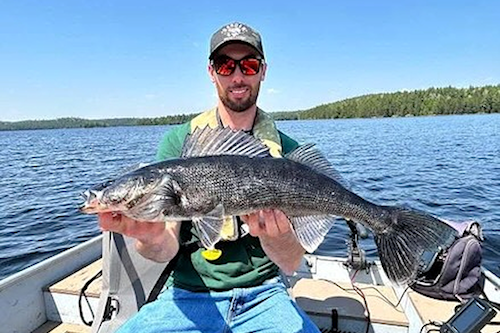 Blue Walleye