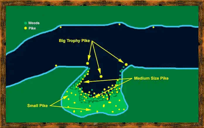 Diagram of where to expect small, medium and large northern pike.