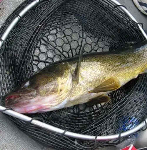 Walleye in landing net.