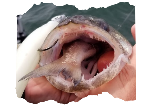 Walleye with a fish in its mouth.