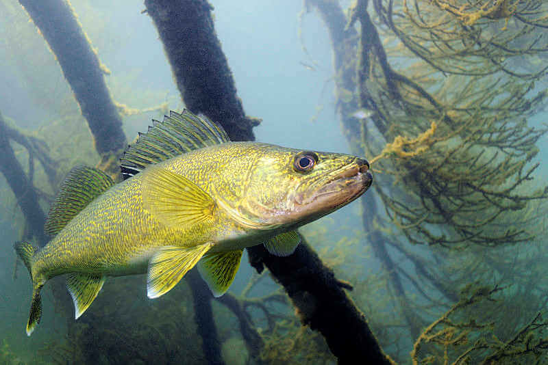 Lady Evelyn Lake walleye