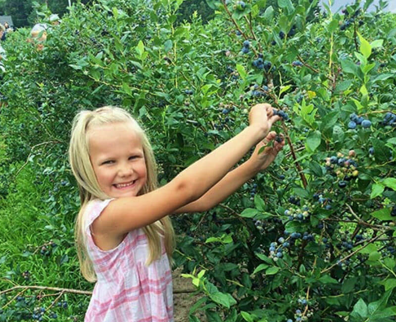 This young lady enjoys picking blueberries.