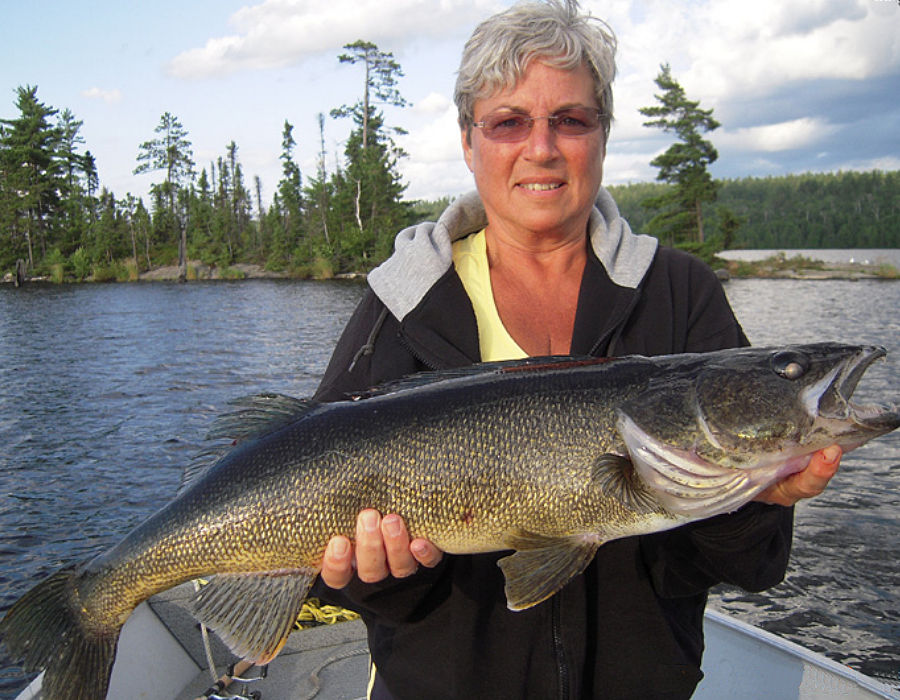 Garden Island Lodge lady guest caught and released this fat 32 inch walleye.